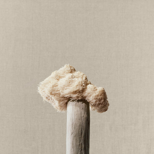 A Guide to Cooking With Functional Mushrooms