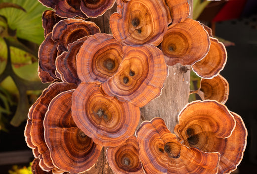 Reishi - the Calming Elixir