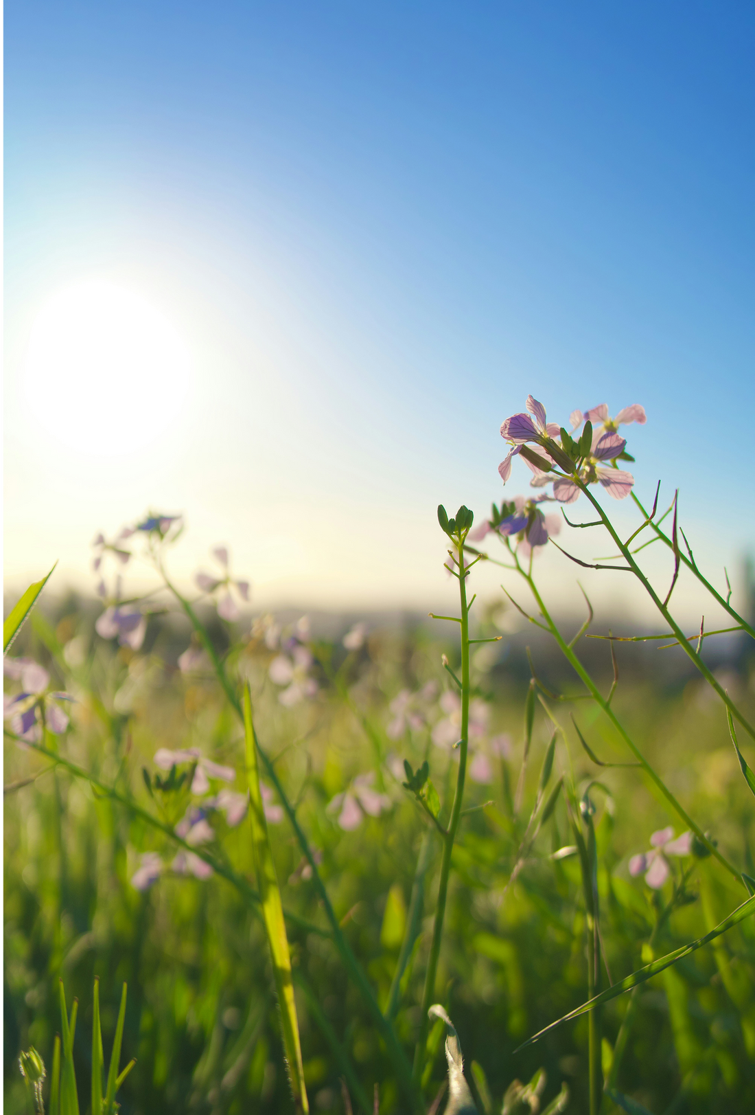 Adaptogens for Allergies: Calming the Seasonal Response