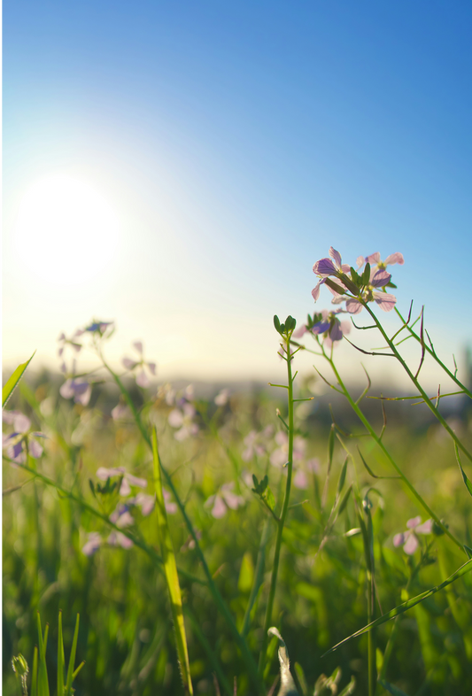 Adaptogens for Allergies: Calming the Seasonal Response