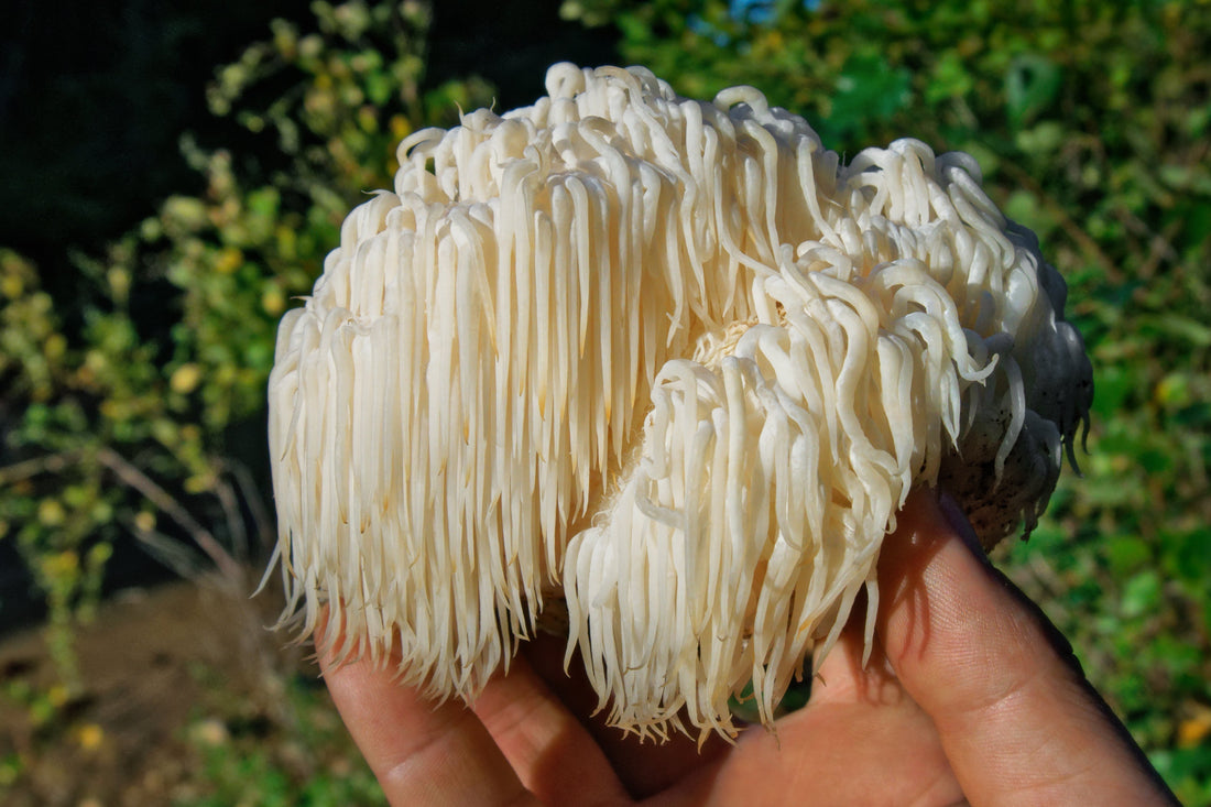 Reconnecting with Nature: The Healing Power of Fungi for Mental Health