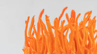 Cordyceps - The Performance Mushroom