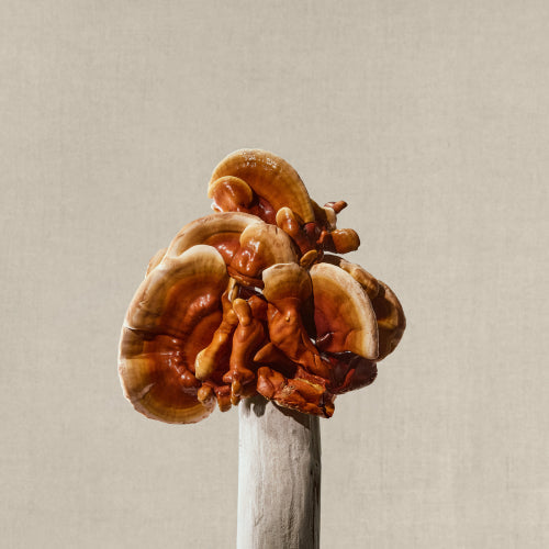 Reishi for Creatives: Why Calm is the Secret to Flow