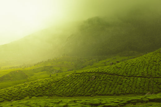 Matcha - The Energy Plant