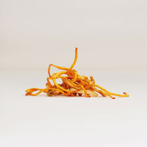 Cordyceps